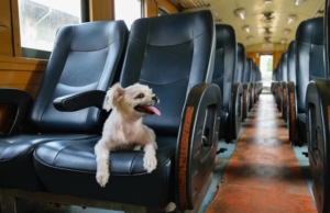 Travelling within India with your pets Travelling within India with your pets