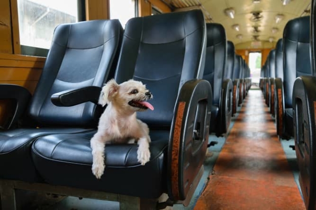 Travelling within India with your pets Travelling within India with your pets