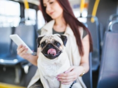Are Pets Allowed to Travel in Public Transport? Pets Allowed to Travel in Public Transport