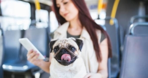 Are Pets Allowed to Travel in Public Transport? Pets Allowed to Travel in Public Transport