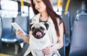 Are Pets Allowed to Travel in Public Transport? Pets Allowed to Travel in Public Transport