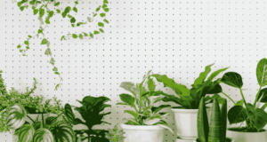 5 Indoor Plants Can Improve Air Quality and Produce Oxygen at Night! Plants Can Improve Air Quality