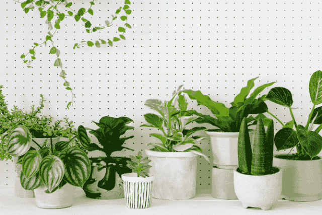 Plants Can Improve Air Quality Plants Can Improve Air Quality