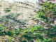 Unveil the Healing Power of Tulsi Power of Tulsi