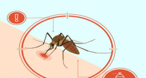 Monsoon Season Precautions from Mosquito-Borne Diseases Mosquito-Borne Diseases