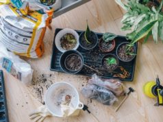 Monsoon Gardening: Tips and Tricks for a Thriving Rainy Season Garden Monsoon Gardening