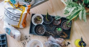 Monsoon Gardening: Tips and Tricks for a Thriving Rainy Season Garden Monsoon Gardening