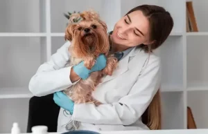 Improve Mental and Physical Health with Therapy Dogs Improve Mental and Physical Health with Therapy Dogs