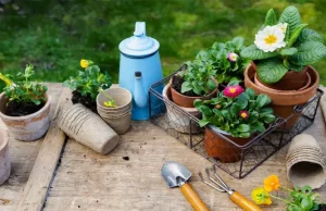 Tips for home gardening Tips for home gardening