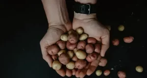 Understanding Starchy Foods: Types, Benefits, Risk Understanding Starchy Foods